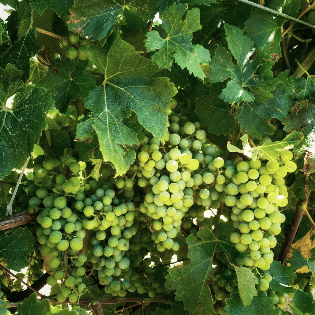 Sauvignon Blanc