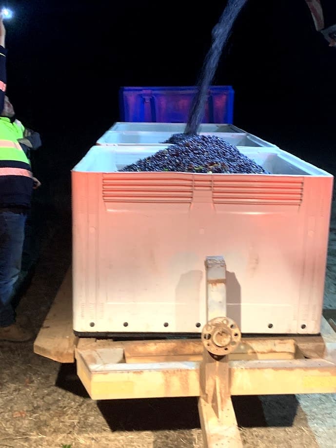 Harvesting grapes at The Green Park