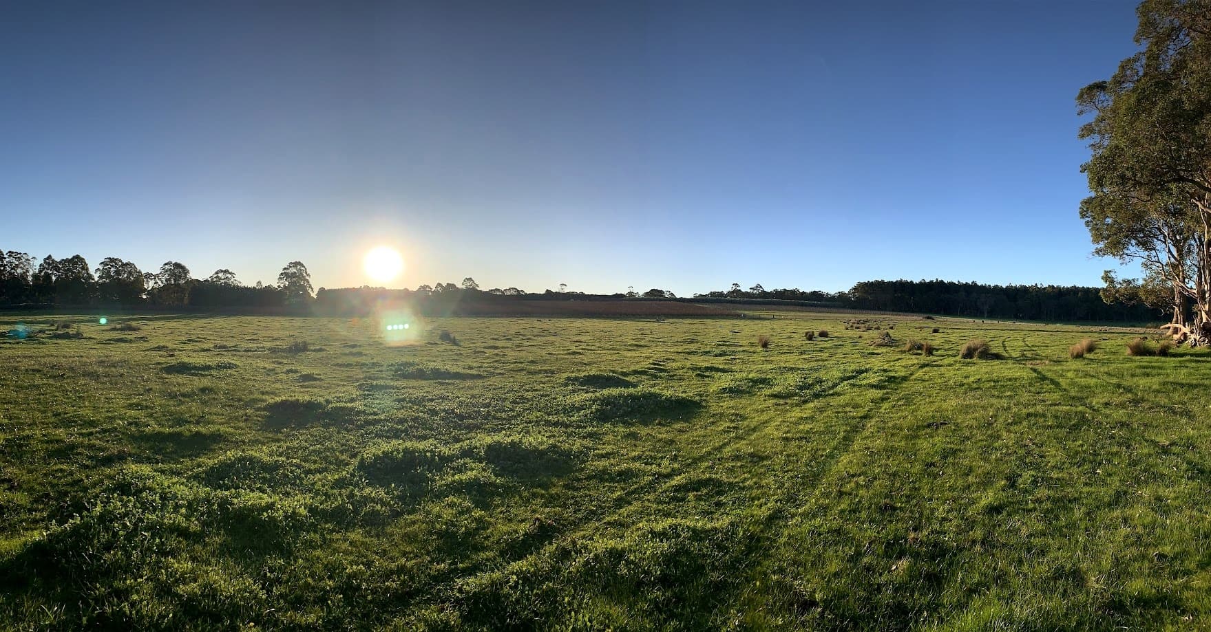 Vineyard at Sunset