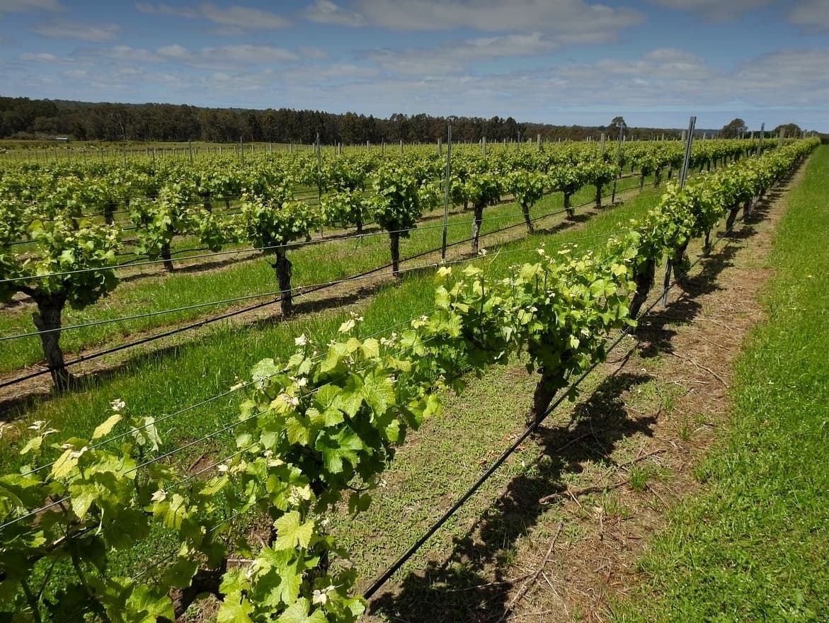 Vineyard rows
