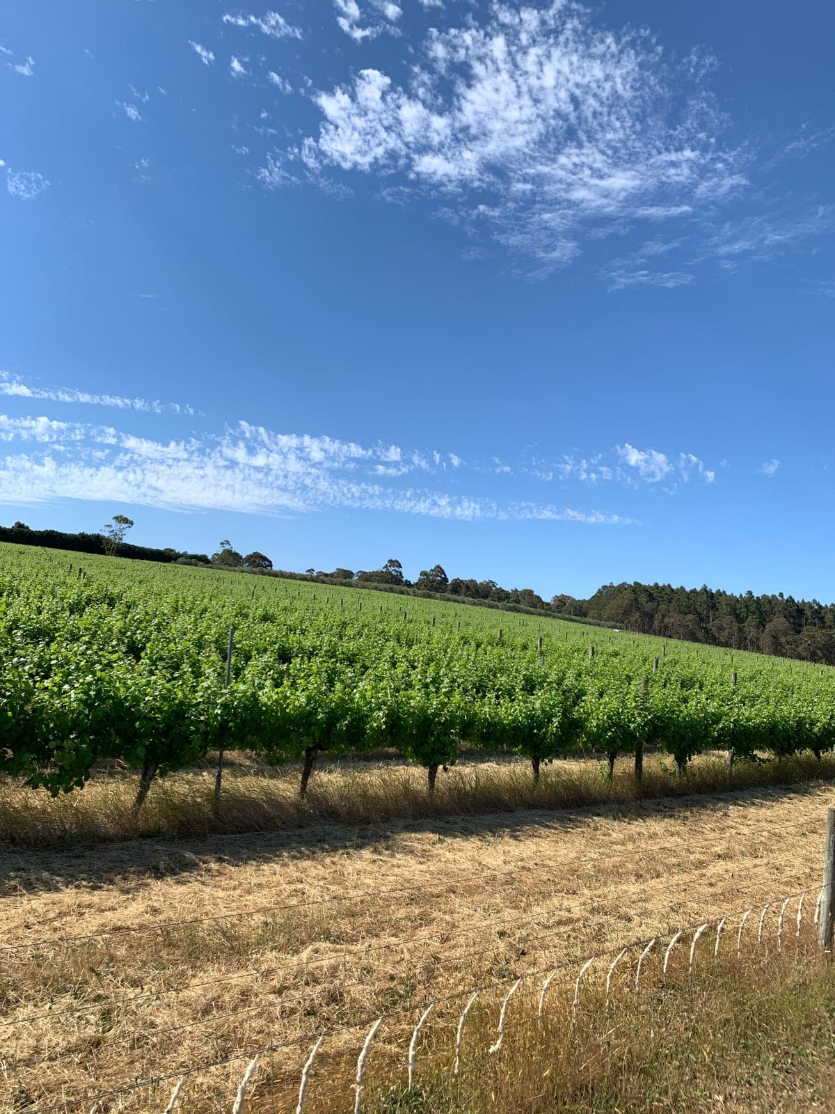 Rows of vines under a clear Margaret River sky at The Green Park