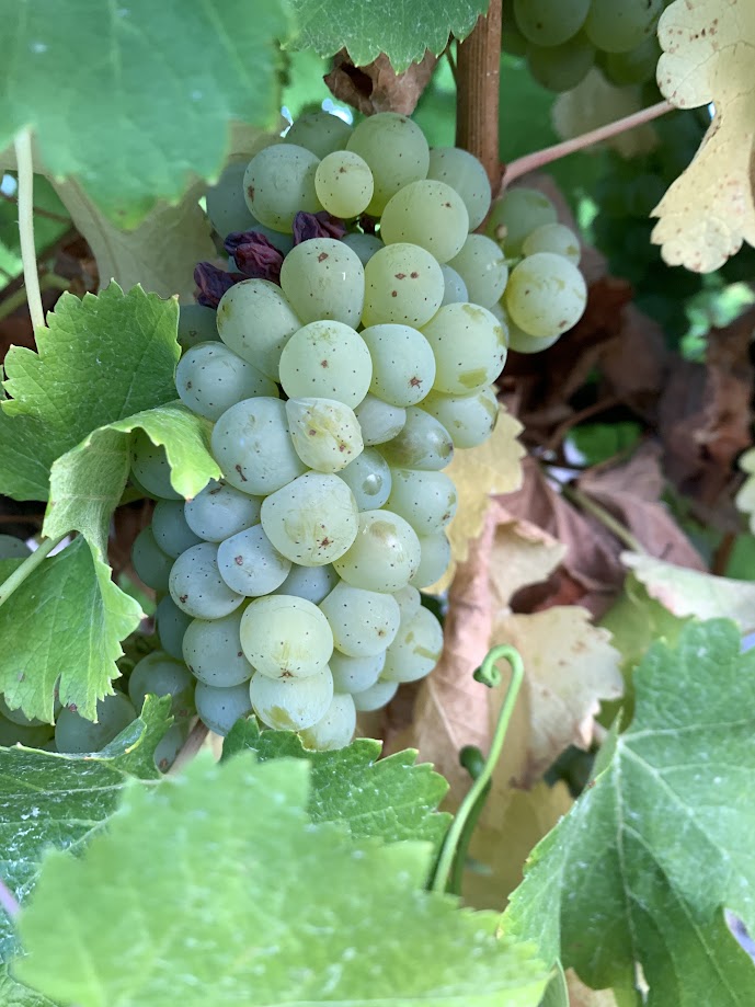 Chardonnay Grapes