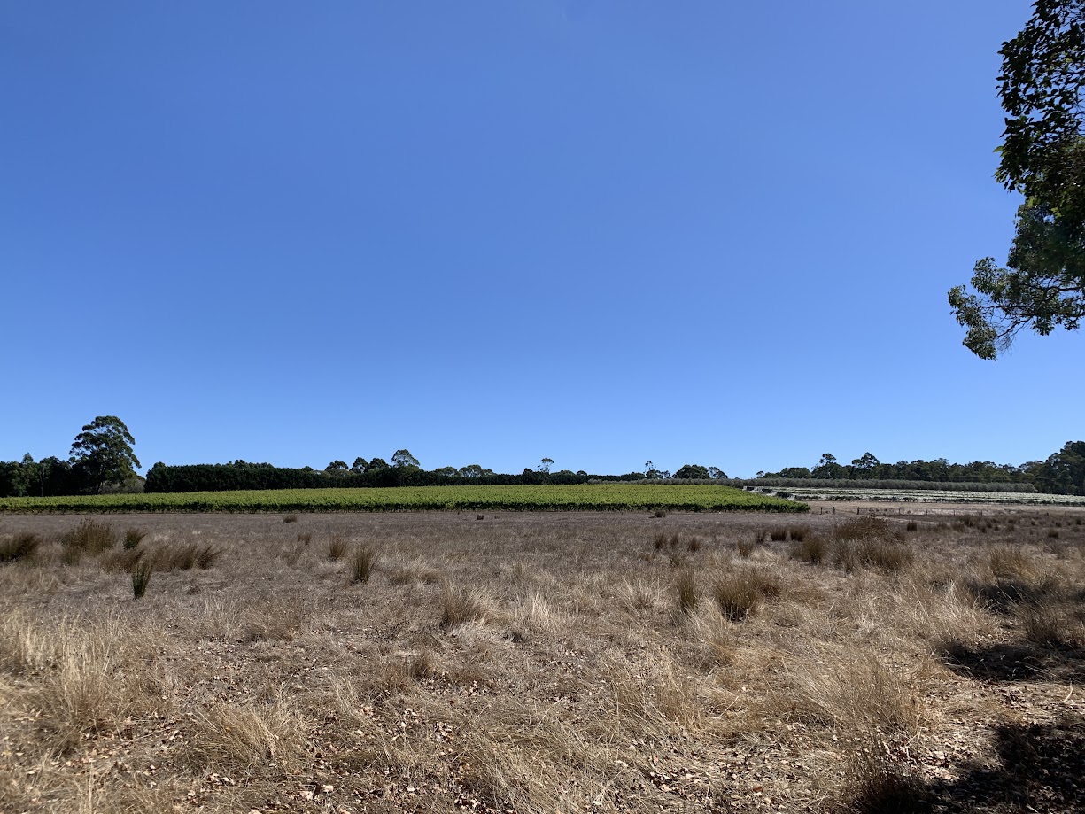 Summer in the Vineyard