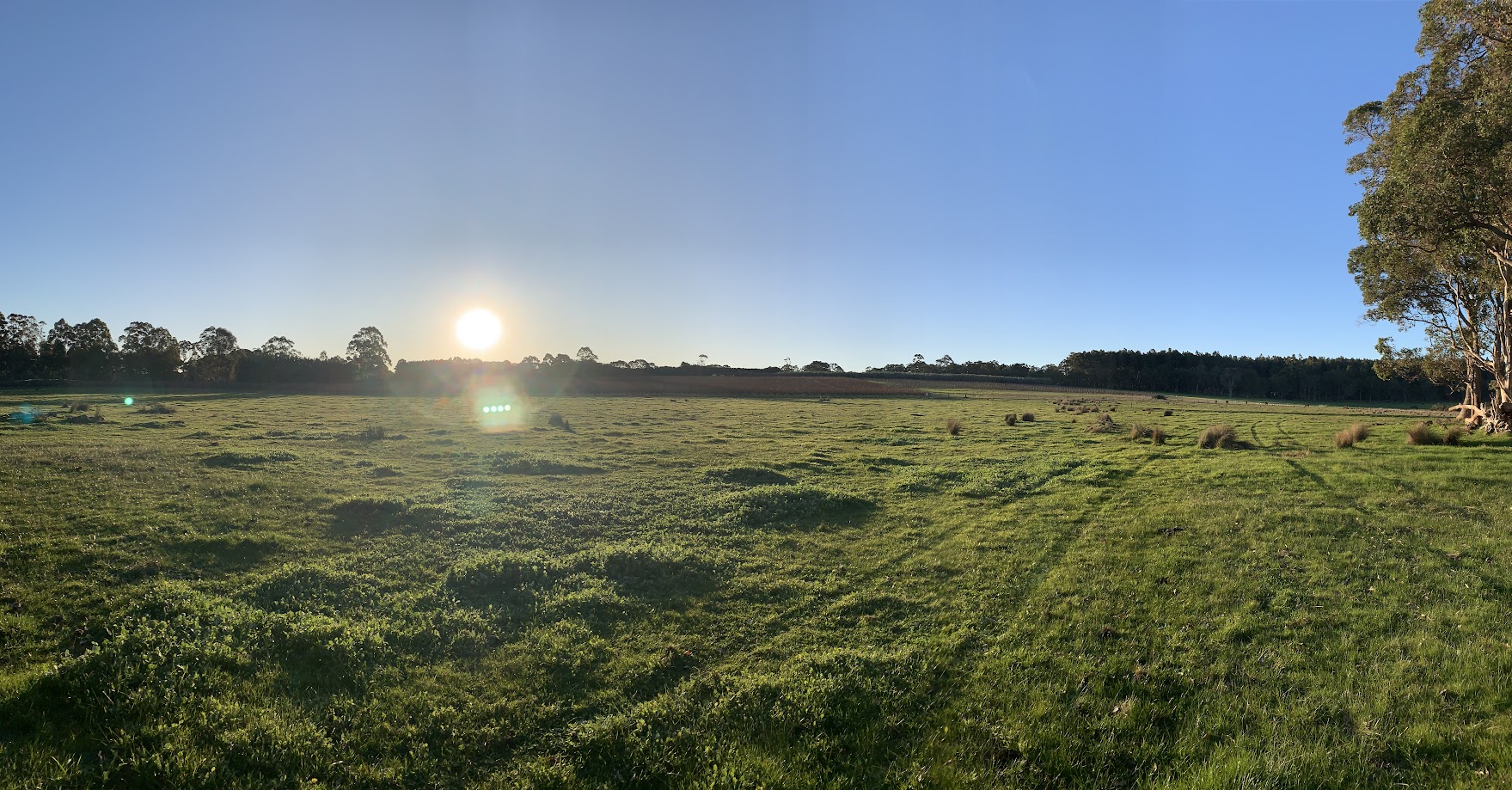Sunset at the Vineyard