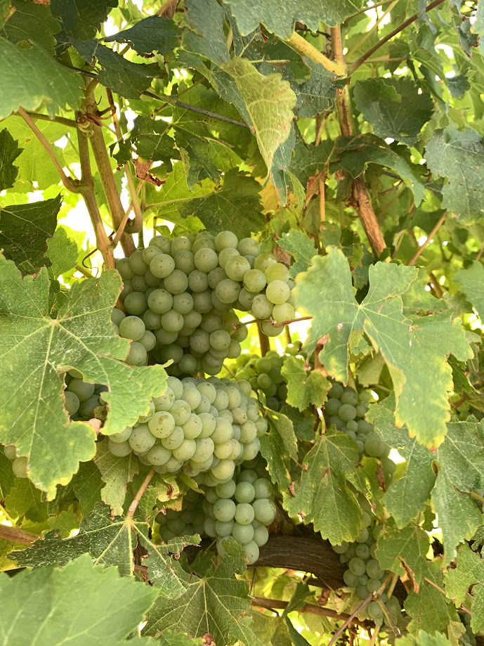 Sauvignon Blanc Grapes