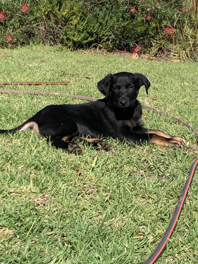 The Vineyard Dog
